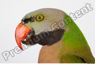 Parrot Psittacula alexandri 0005